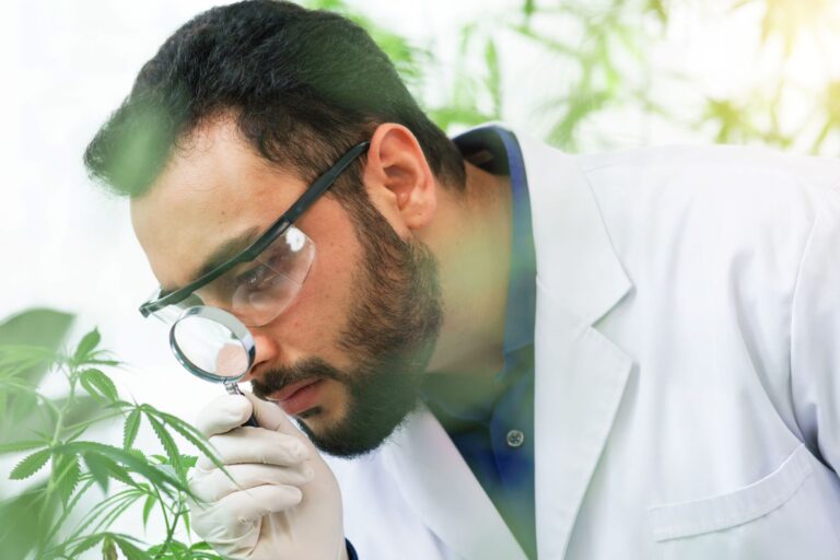 a person inspect a cannabis plant with a magnifying glass