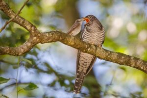 Flycatcher feeding cuckoo