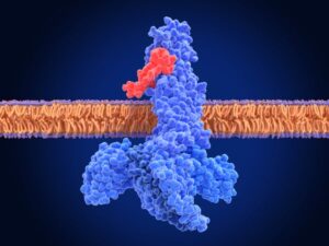 Illustration of a glucagon like peptide 1 GLP 1 receptor blue binding to a semaglutide molecule red