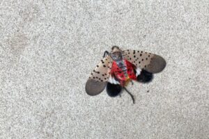 Squished lanternfly