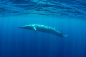 brydes whale