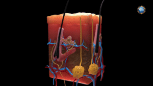 transparent skin tartrazine absorption animation