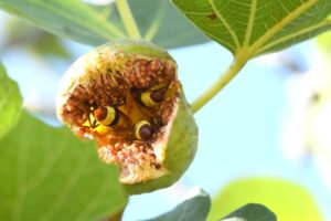 Hornets in a fig