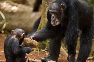 chimpanzee teaches grandson to use tool