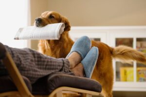 Dog bringing newspaper to owner 6SavKhq