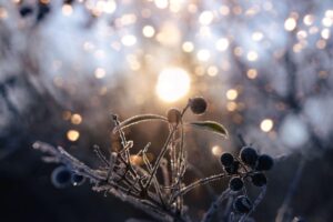 Frosted flowers at dusk