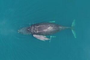 Humpback whale with baby