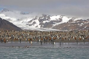 King Penguins and dead seals