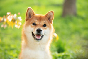 a happy shiba inu dog standing in a garden