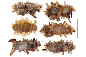 carnivorous hawaiian bone collector caterpillar cases on white