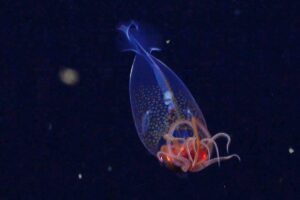 colossal squid baby
