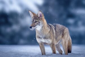 colossal red wolf in snow