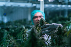 person in lab gear working with marijuana plants