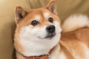 shiba inu dog doge dogecoin 5